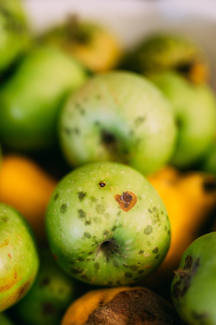 Freshly picked green apples