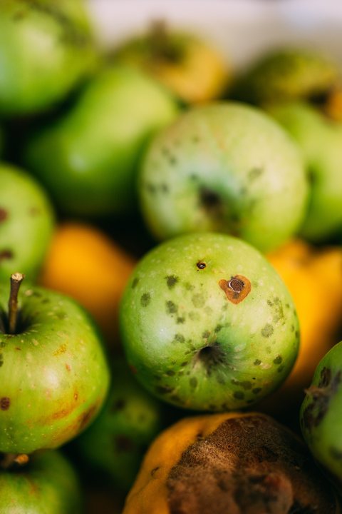 Green apples being rinsed in a pale blue bowl