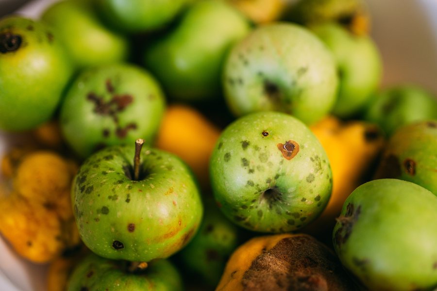 A pile of bright green apples